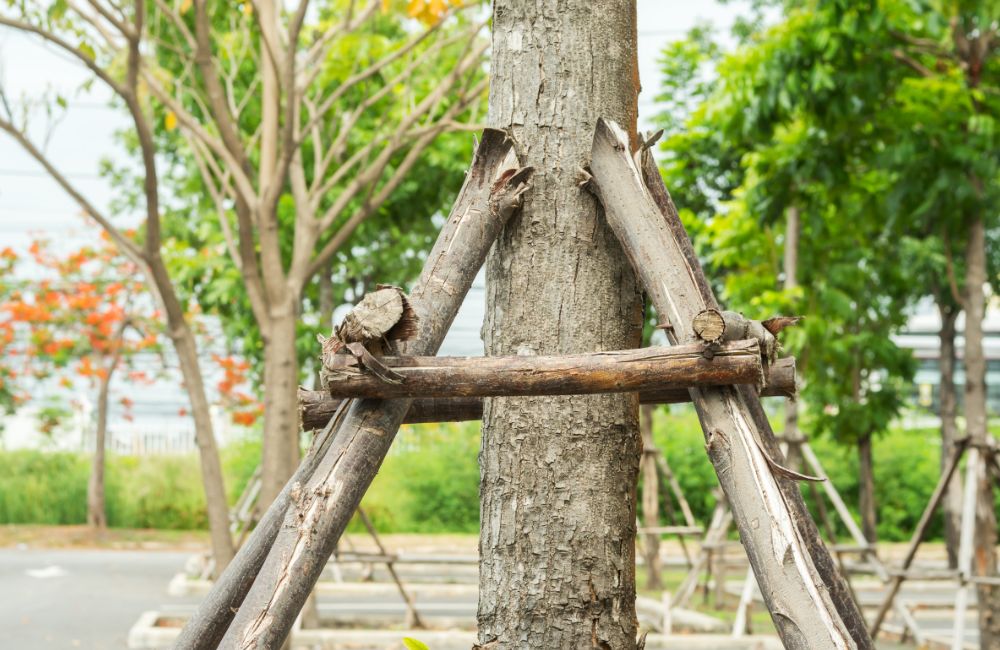 Haubanage : une solution durable pour protéger les arbres et les espaces verts